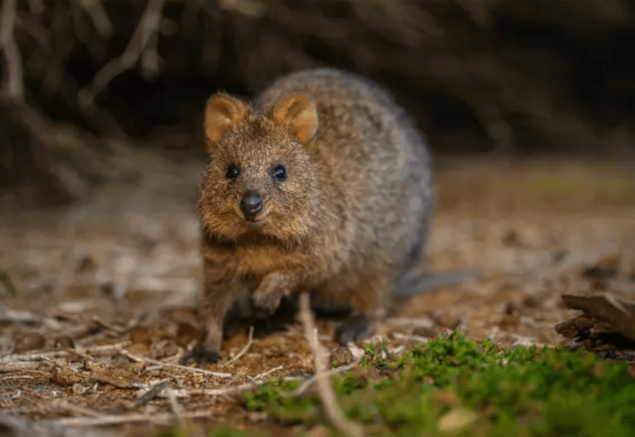 rottnest quokka