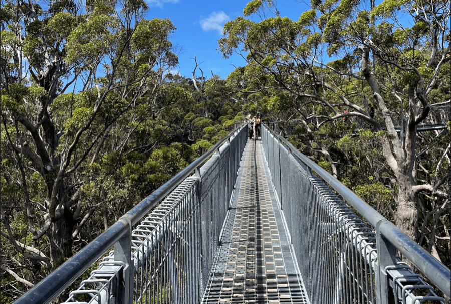treetop walk valley of the giants