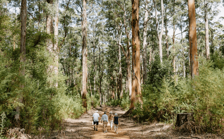 pemberton forest