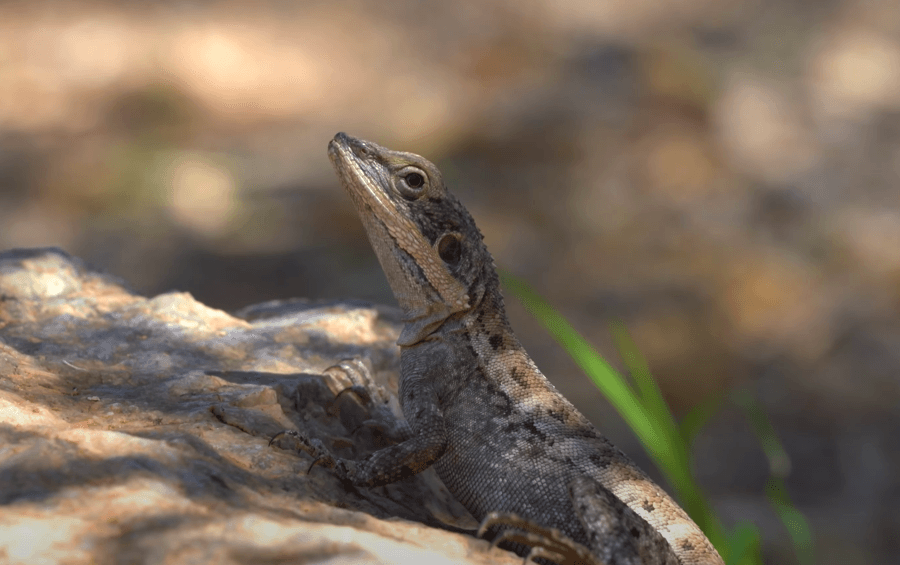 wildlife inside the karijini national park