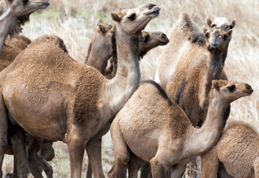 australian feral camel