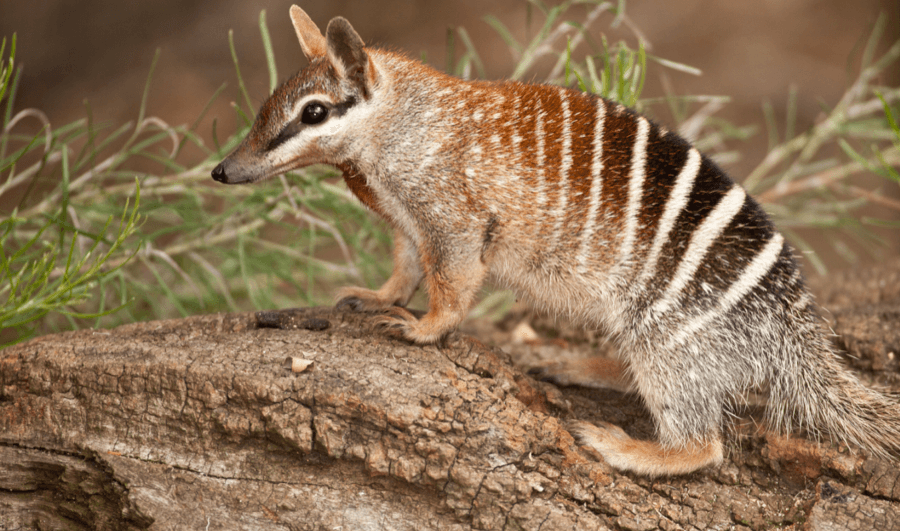 numbats